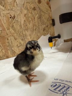 
🐥🐥🐥🐥🐥
🐣